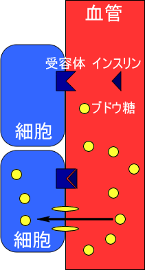 インスリンの作用の図